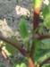 Lady Finger planting 20